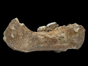 The remains of a Denisovan found in eastern Tibet. Photo- Lanzhou University