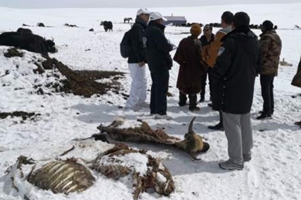 DHARAMSHALA, Sept. 18: A Chinese Professor has said the Chinese national park system ignored the important role played by local residents’ eco-friendly mode of production, joining other Chinese experts pointing out the reason behind China’s failure to protect Tibet’s environment. Professor Min Qingwen, deputy director of the Center for Natural and Cultural Heritage (CNACH) at Chinese Academy of Sciences, urged the government not to relocate farmers and nomads from protected areas and to instead address their livelihood and production problems to solve the larger problem of ecological protection. In a report published on the website of the Chinese People’s Political Consultative Conference (CPPCC) early last month, Prof. Min was quoted as saying “in the process of developing national parks, park administrators focus only on the site of the protected area and ignore protection as the goal,” according to Tibetan Center for Human Rights and Democracy (TCHRD). “Having lived there for generations, these farmers and herders have developed an ecological culture centered on protecting the nature and have long followed the traditional way of balancing agriculture and grassland use with ecological protection,” Professor Min continued. Citing findings from his field studies and research, Min noted that Local Tibetans have an inherent capacity to act as effective ecological managers and recounted a recent example from the Sanjiangyuan area where the first national park is set to open in 2020. “Recently when there were severe snowstorms and heavy snowfall in the Sanjiangyuan area making it difficult for wild animals to forage for food and water, local residents such as lay people and the monks came forward and spontaneously organized the transportation of fodder for the starving wild animals. If such an emergency or unexpected situation occurs, a handful of administrators cannot be depended upon to handle the situation.” The Sanjiangyuan (Chinese for ‘Source of Three Rivers’) area covers large parts of Kyegudo (Ch: Yushu), Golok (Ch: Guoluo), Tsolho (Ch: Hainan) and Malho (Ch: Huangnan) Tsonub (Ch: Haixi) Mongol and Tibetan Autonomous Prefecture in Qinghai Province with over 90 percent of the area’s population being Tibetans. He suggested that the government, under the premise of reasonable and efficient planning, should let the local residents live in the park so that the construction of national parks can be promoted and the living standards of the local residents can be improved steadily. Min further suggested that while due importance should be attached to the national park management model with Chinese characteristics, attention must be paid to protecting the excellent traditional culture of local residents and not simply copy experiences of foreign countries. “The internationally advanced thinking on environmental protection and China’s national conditions determine that humans and nature cannot be separated and management of humans should become part of ecosystem management.” TCHRD avers that Professor Min’s assessment largely corresponds with its 2015 special report on the travails of Tibetan herders, ‘Wasted Lives: China’s Campaign to End Tibetan Nomadic Lifeways’, authored by Australian development specialist Gabriel Lafitte.