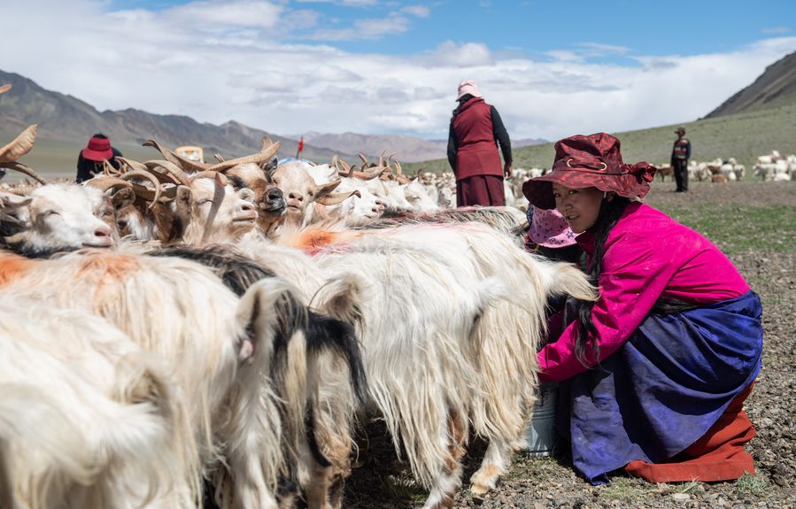 A Tibetan woman milks sheep in Ngari (TAR region)